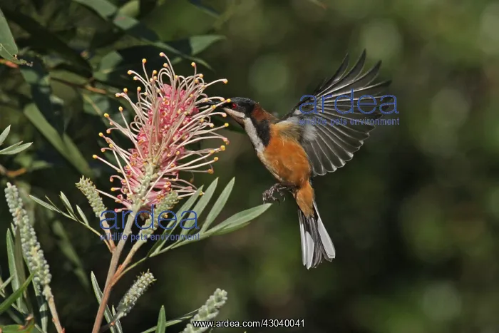 : Eastern Spinebill : Eastern Spinebill
