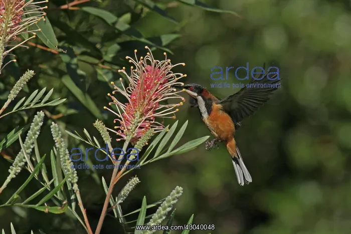 : Eastern Spinebill : Eastern Spinebill