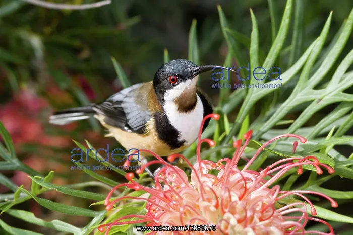 : Eastern spinebill : Eastern spinebill