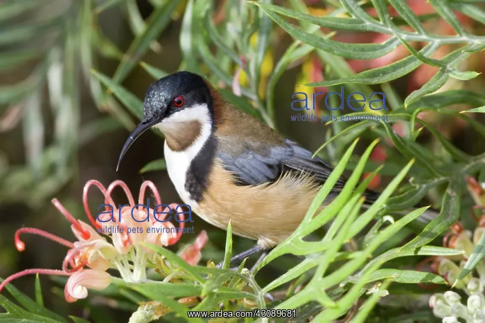 : Eastern spinebill : Eastern spinebill