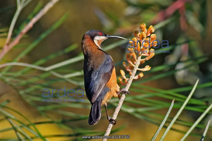 : Eastern Spinebill : Eastern Spinebill