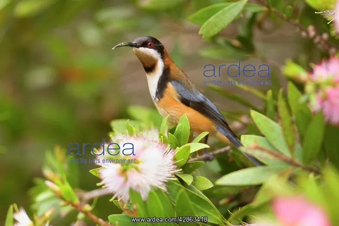 : Eastern Spinebill - colourful adult male sits on : Eastern Spinebill - colourful adult male sits on