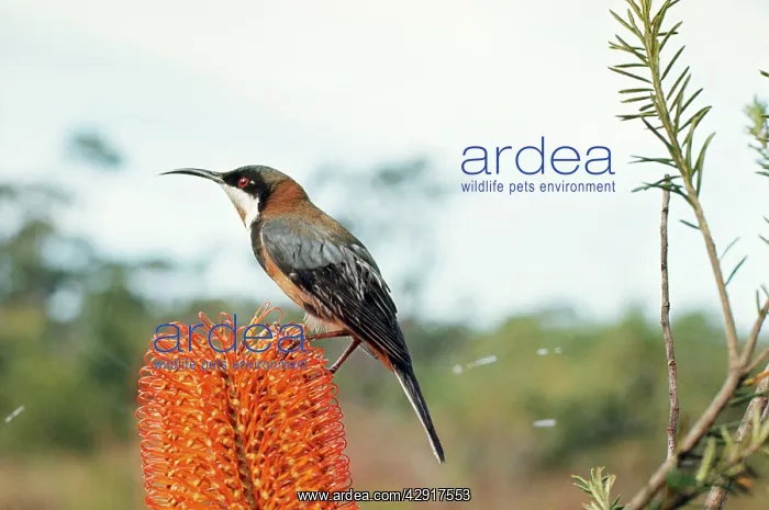 : Eastern SPINEBILL - on flower head : Eastern SPINEBILL - on flower head