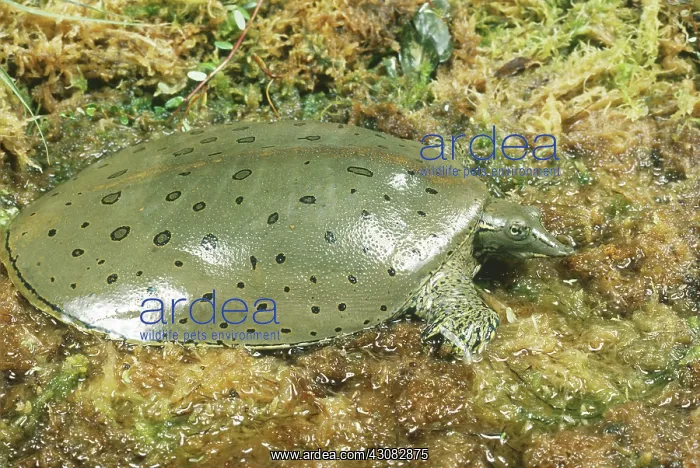 : Eastern Spiny Softshell Turtle : Eastern Spiny Softshell Turtle