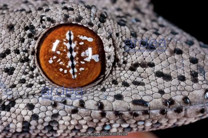 : Eastern Spiny-tailed Gecko : Eastern Spiny-tailed Gecko