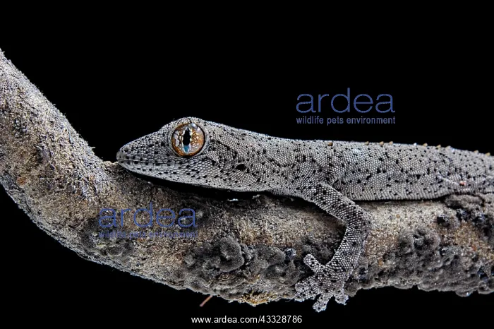 : Eastern Spiny-tailed Gecko (Strophurus williamsi) : Eastern Spiny-tailed Gecko (Strophurus williamsi)