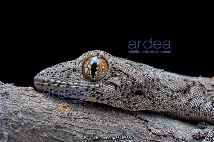 : Eastern Spiny-tailed Gecko (Strophurus williamsi) : Eastern Spiny-tailed Gecko (Strophurus williamsi)