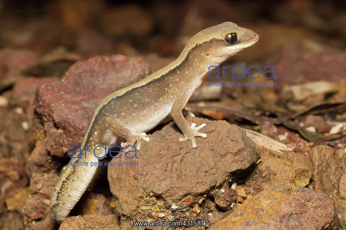 : Eastern Stone Gecko : Eastern Stone Gecko