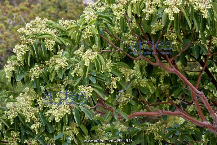 : Eastern Strawberry Tree : Eastern Strawberry Tree