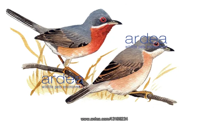 : Eastern Subalpine Warbler : Eastern Subalpine Warbler