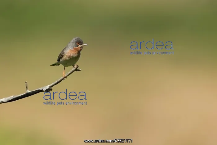 : Eastern Subalpine Warbler : Eastern Subalpine Warbler