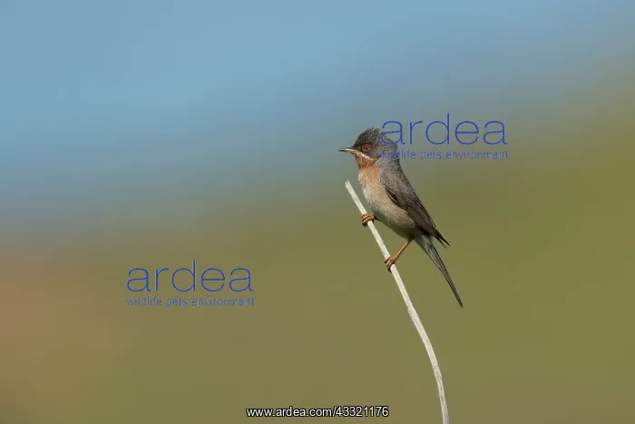 : Eastern Subalpine Warbler : Eastern Subalpine Warbler