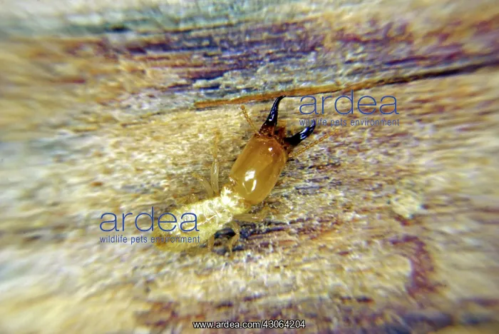  : Eastern Subterranean Termite