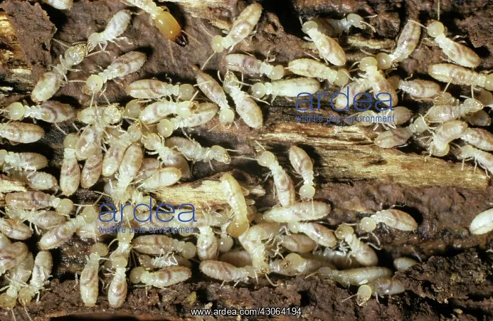 : Eastern Subterranean Termites : Eastern Subterranean Termites