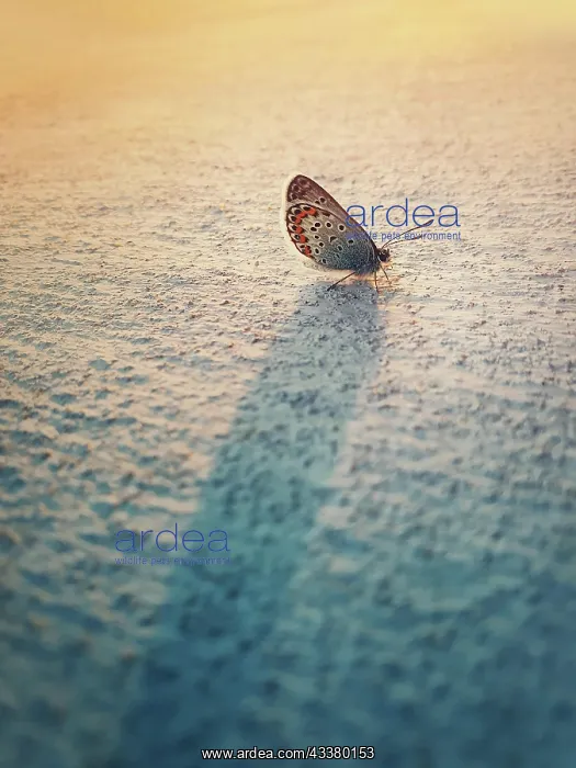 : Eastern Tailed Blue butterfly on a lime wall. Tiny : Eastern Tailed Blue butterfly on a lime wall. Tiny
