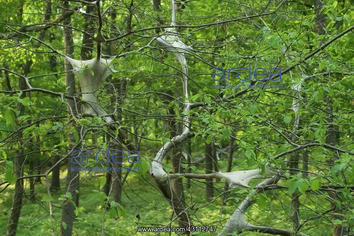 : Eastern Tent Caterpillar : Eastern Tent Caterpillar