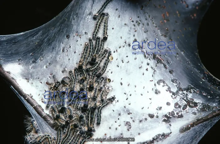 : Eastern Tent Caterpillars : Eastern Tent Caterpillars