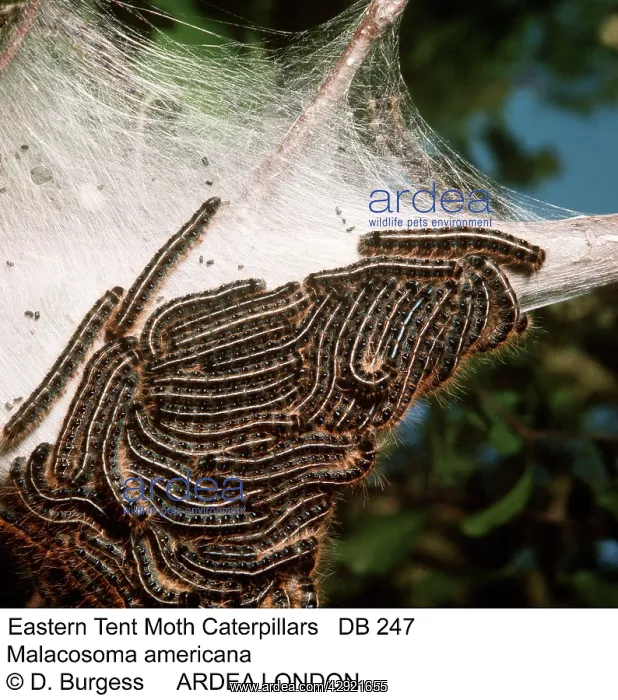 : Eastern Tent Moth Caterpillars / larvae : Eastern Tent Moth Caterpillars / larvae
