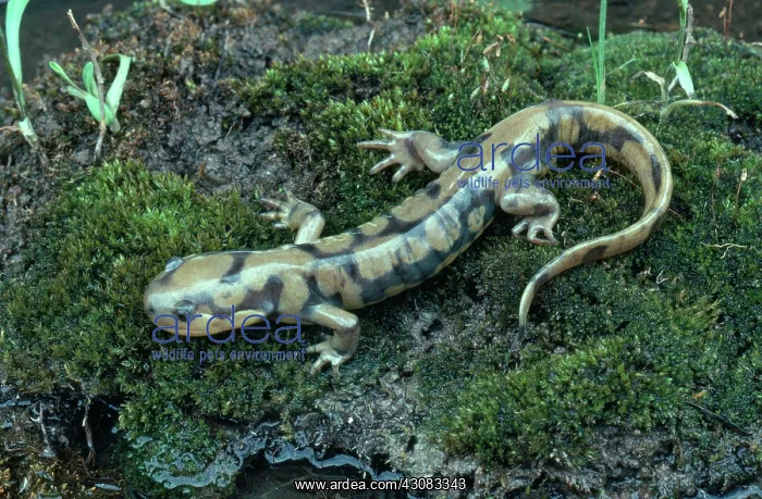 : Eastern Tiger Salamander : Eastern Tiger Salamander