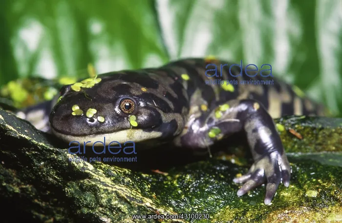 : Eastern Tiger Salamander : Eastern Tiger Salamander