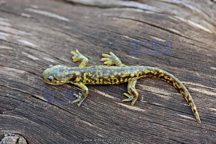: Eastern Tiger Salamander (Ambystoma tigrinum), Yellowstone : Eastern Tiger Salamander (Ambystoma tigrinum), Yellowstone