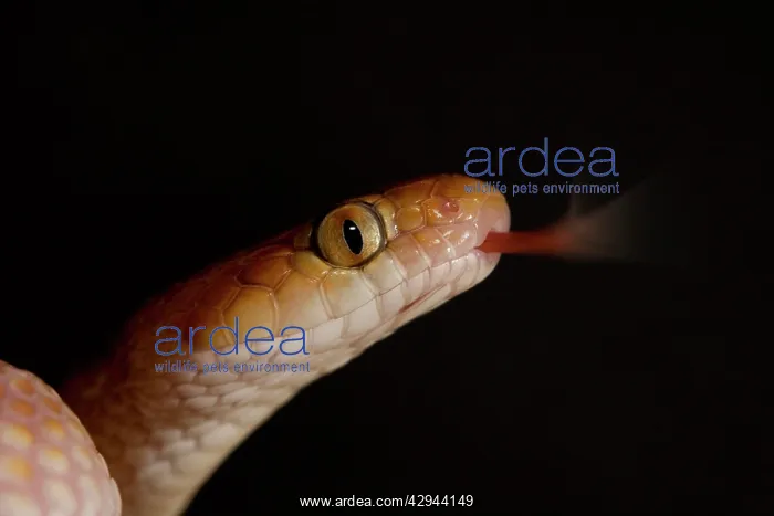 : Eastern Tiger Snake - Close-up of head with tongue : Eastern Tiger Snake - Close-up of head with tongue