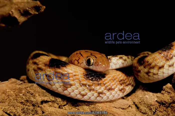 : Eastern Tiger Snake - Nocturnal, coiled defensively : Eastern Tiger Snake - Nocturnal, coiled defensively