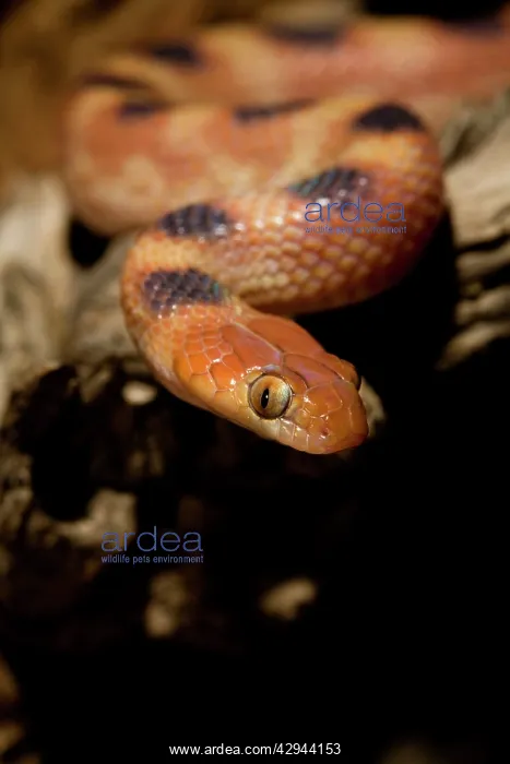 : Eastern Tiger Snake - Nocturnal Portrait : Eastern Tiger Snake - Nocturnal Portrait