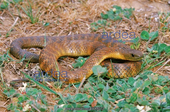  : Eastern Tiger Snake (Notechis scutatus)