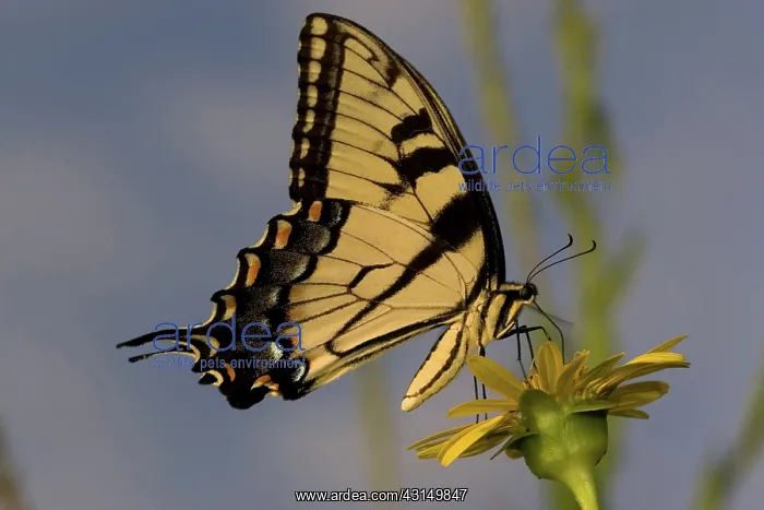 : Eastern Tiger Swallowtail : Eastern Tiger Swallowtail