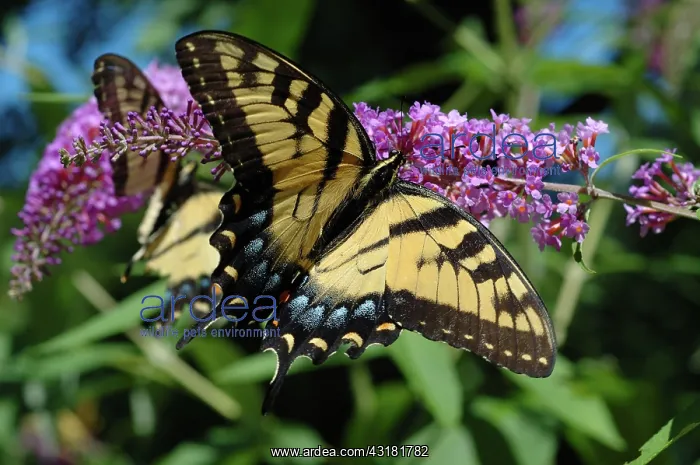  : Eastern Tiger Swallowtail