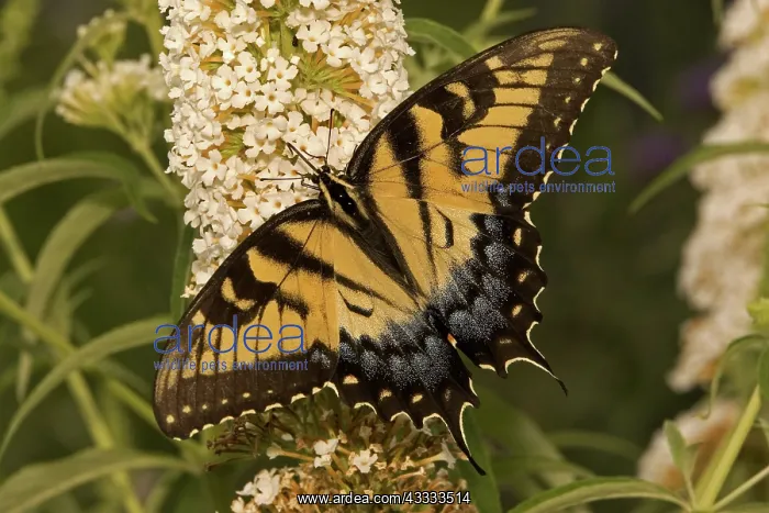 : Eastern Tiger Swallowtail : Eastern Tiger Swallowtail