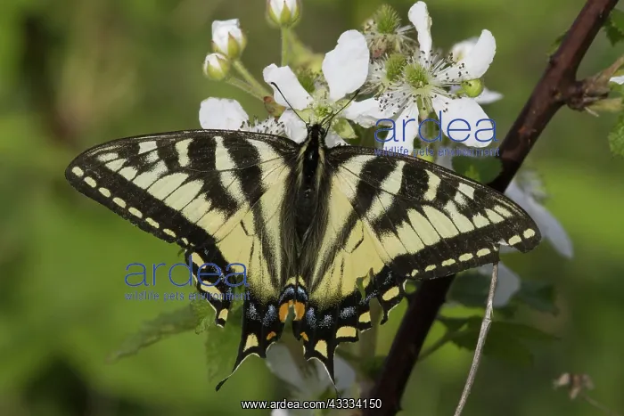 : Eastern Tiger Swallowtail : Eastern Tiger Swallowtail