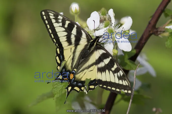 : Eastern Tiger Swallowtail : Eastern Tiger Swallowtail