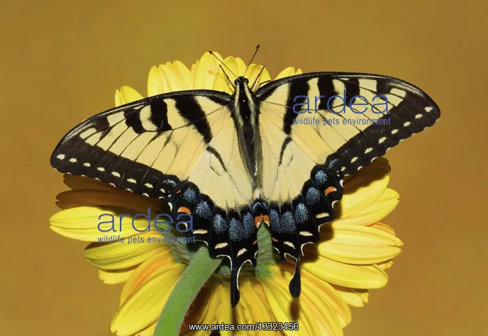 : Eastern Tiger Swallowtail Butterfly : Eastern Tiger Swallowtail Butterfly