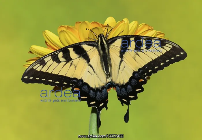 : Eastern Tiger Swallowtail Butterfly : Eastern Tiger Swallowtail Butterfly