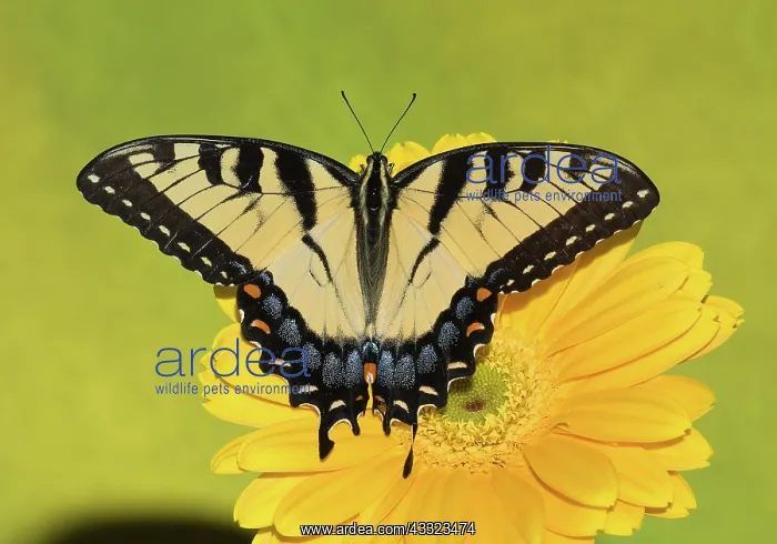 : Eastern Tiger Swallowtail Butterfly : Eastern Tiger Swallowtail Butterfly