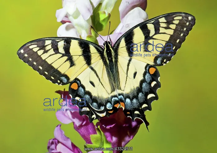 : Eastern Tiger Swallowtail Butterfly : Eastern Tiger Swallowtail Butterfly