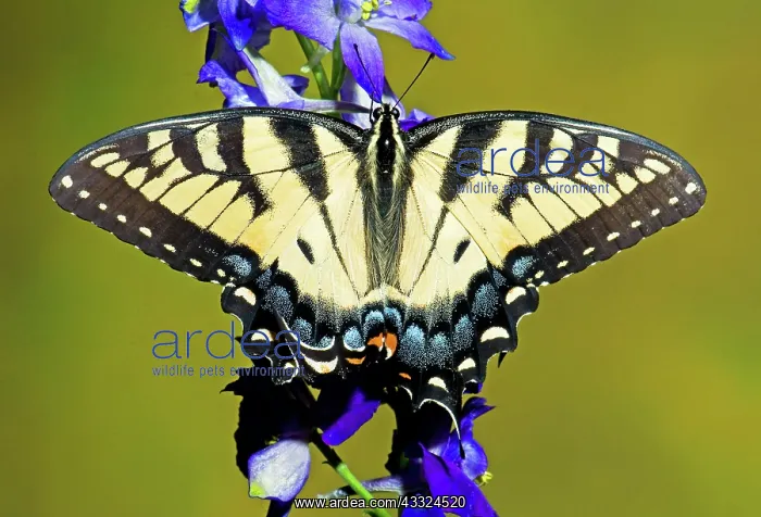 : Eastern Tiger Swallowtail Butterfly : Eastern Tiger Swallowtail Butterfly