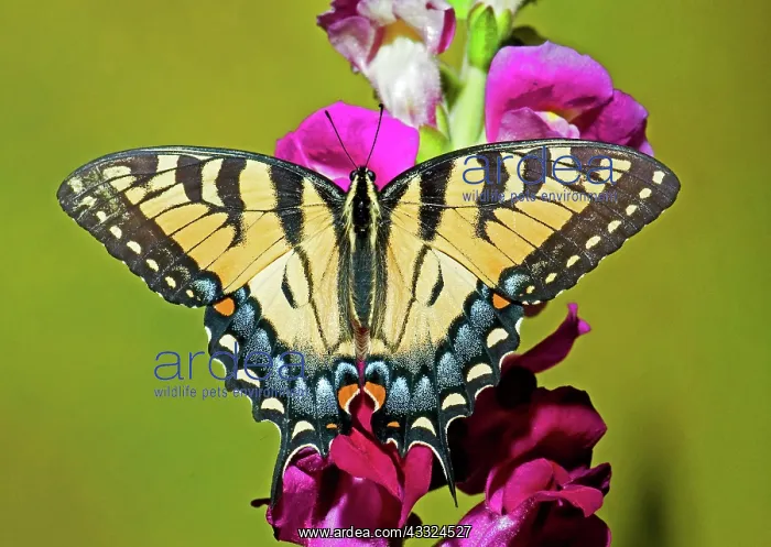 : Eastern Tiger Swallowtail Butterfly : Eastern Tiger Swallowtail Butterfly