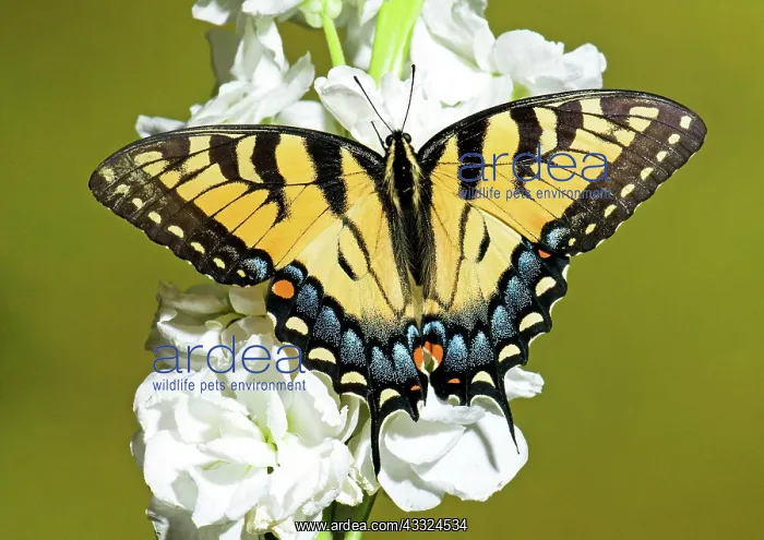 : Eastern Tiger Swallowtail Butterfly : Eastern Tiger Swallowtail Butterfly