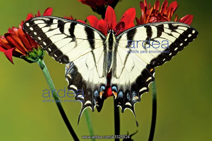 : Eastern Tiger Swallowtail Butterfly : Eastern Tiger Swallowtail Butterfly