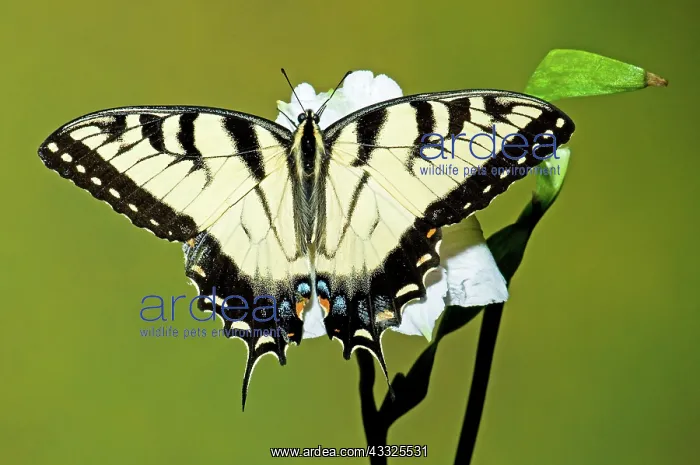 : Eastern Tiger Swallowtail Butterfly : Eastern Tiger Swallowtail Butterfly