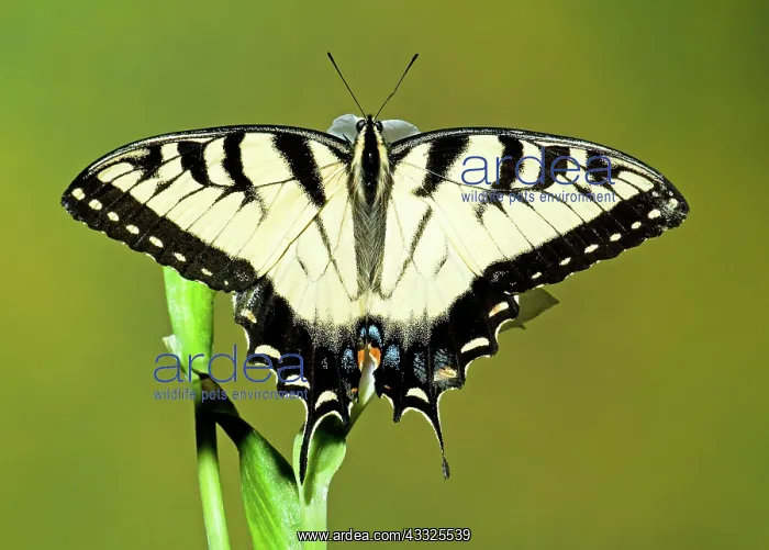 : Eastern Tiger Swallowtail Butterfly : Eastern Tiger Swallowtail Butterfly