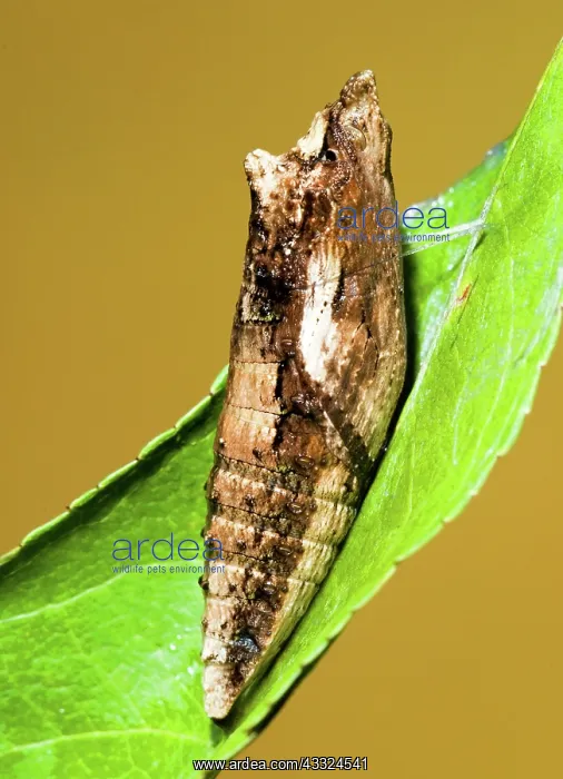 : Eastern Tiger Swallowtail Butterfly Chrysalis : Eastern Tiger Swallowtail Butterfly Chrysalis