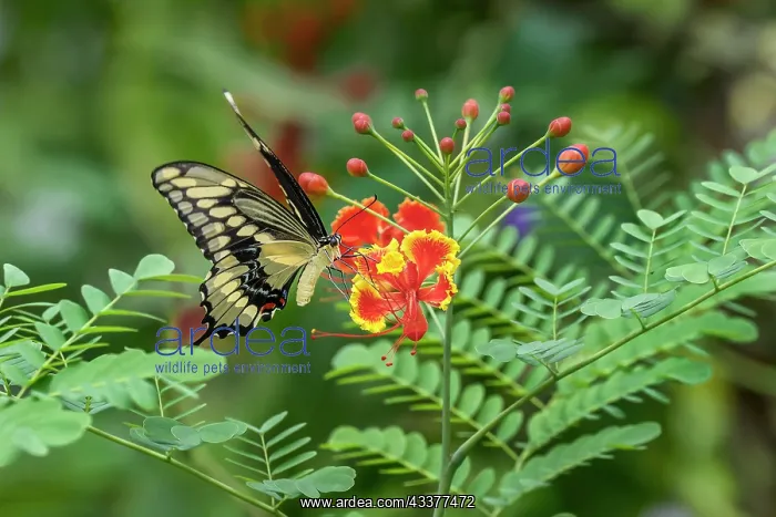 : Eastern tiger swallowtail, Florida : Eastern tiger swallowtail, Florida