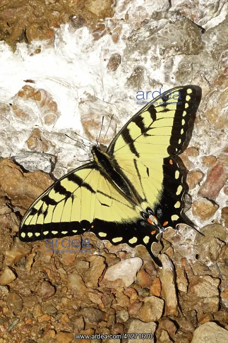 : Eastern tiger swallowtail, male, Papilio glaucus, feeding on : Eastern tiger swallowtail, male, Papilio glaucus, feeding on