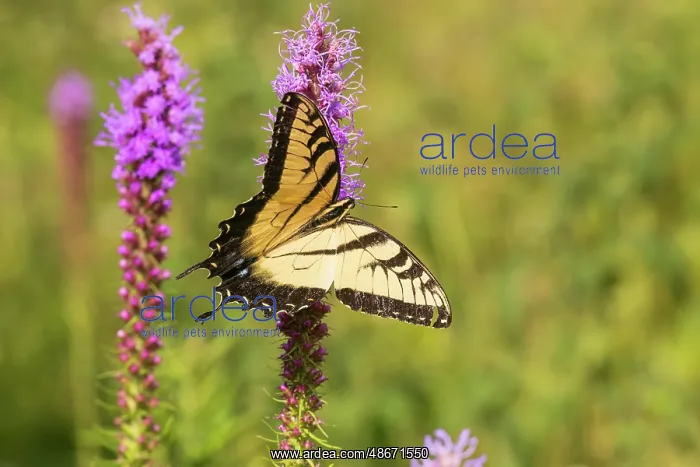: Eastern tiger swallowtail on prairie blazing star, Rock Cave : Eastern tiger swallowtail on prairie blazing star, Rock Cave