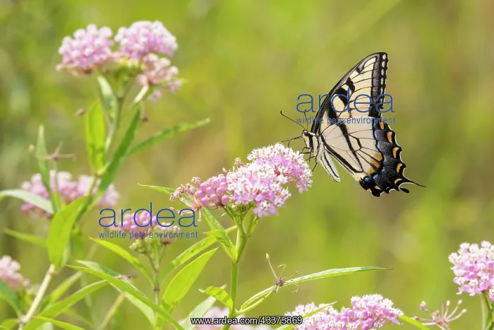 : Eastern Tiger swallowtail on swamp milkweed : Eastern Tiger swallowtail on swamp milkweed