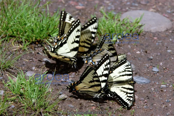 : Eastern Tiger Swallowtails : Eastern Tiger Swallowtails